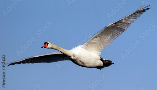 Swan flying over the River Danube at Zemun in the Belgrade Serbia. photo