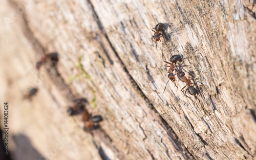 Ameisen © Photogrevy