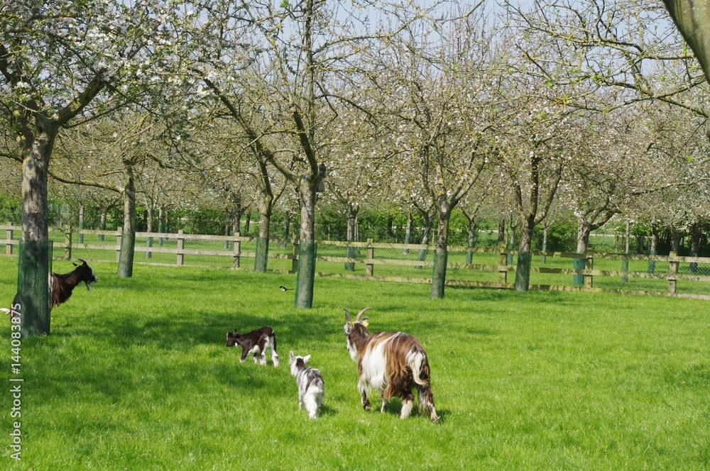 Obraz premium Chèvres et chevreaux des fossés