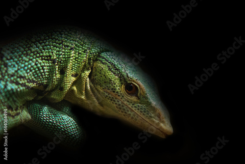 closo up on green lizard on black background