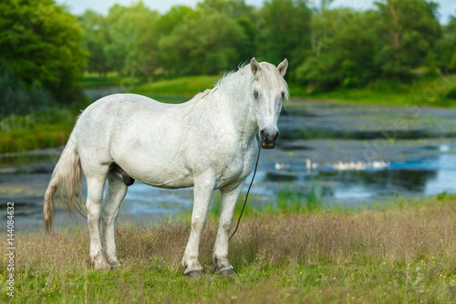 A beautiful white horse feeding in a green pasture. On the background lake with swimming ducks. Summer  concept of landscape country side