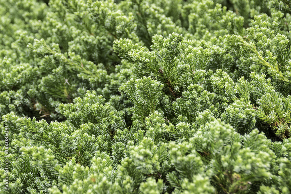 pine Needles, background blurry, spring and summer pine Needles, background blurry, spring and summer