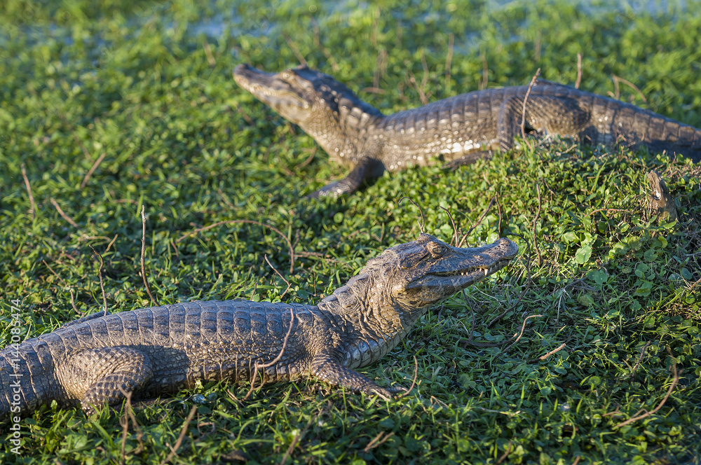 Black Caiman, Argentina, Ibera Black Caiman, Argentina, Ibera