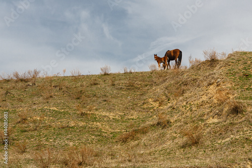 Horses grazed on a mountain slope © psvrusso