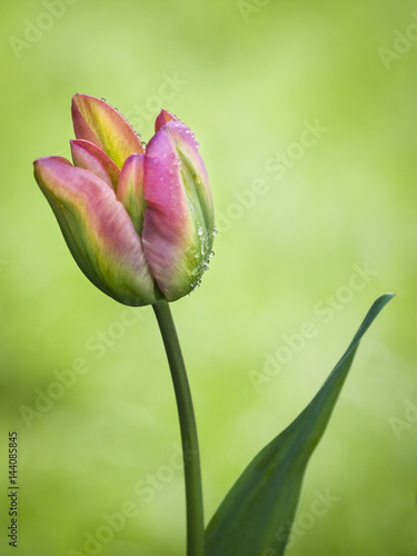 Tulipán fresca mañana con gotas de lluvia
