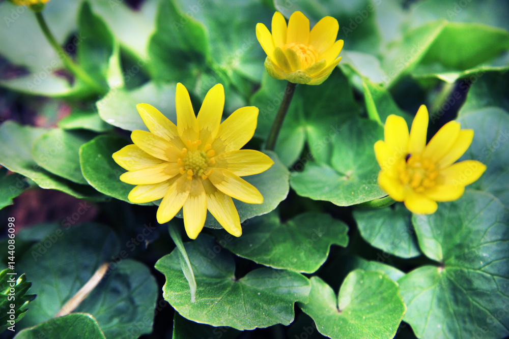 Beautiful yellow flowers among the grass and leaves. Nature and spring. Dacha, forest or park. Beautiful yellow flowers among the grass and leaves. Nature and spring. Dacha, forest or park.