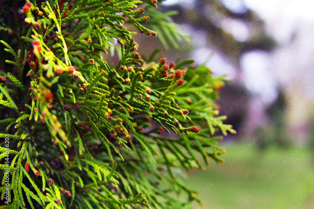 Beautiful branches of juniper in the forest. Nature and trees. Conifer tree. Cypress. Beautiful branches of juniper in the forest. Nature and trees. Conifer tree. Cypress.
