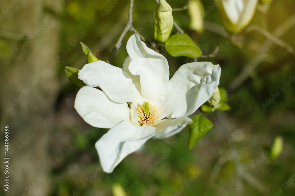 Magnolie Magnolie