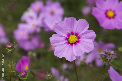 Cosmos flower