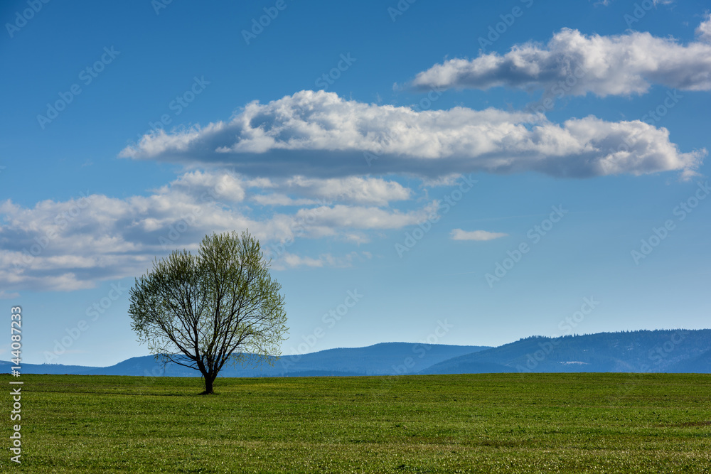 Tree in nature landscape with blue sky and cloud. Tree in the field. Tree in nature landscape with blue sky and cloud. Tree in the field.