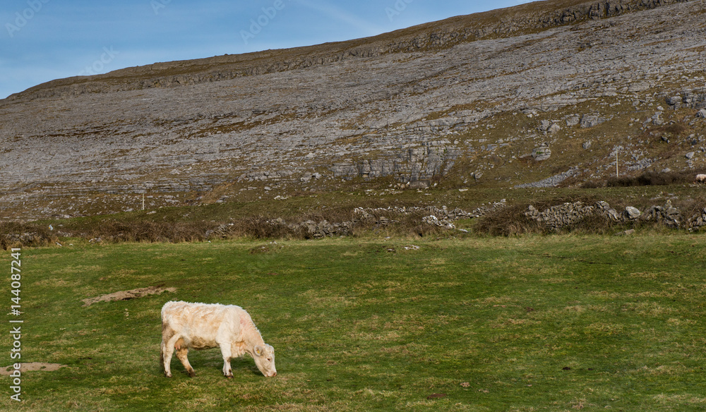 Fototapeta premium Cow grazing in a grass meadow near the rocky burren landscape on the west coast of Ireland