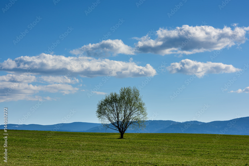 Obraz premium Tree in nature landscape with blue sky and cloud. Tree in the field.