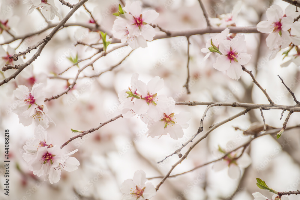Flowering almonds in spring. Gentle beautiful flowers on the branches. Light, gentle photo, very soft focus.
Flowering almonds in spring. Gentle beautiful flowers on the branches. Light, gentle photo, very soft focus.