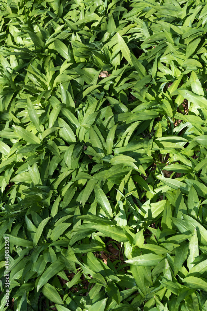 Wild garlic Wild garlic