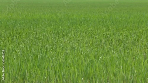 young green rice field wave by wind with sound