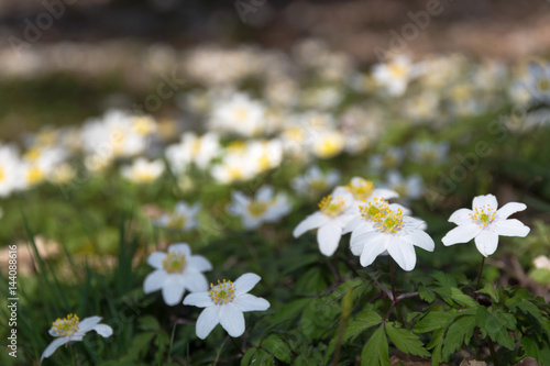 Wild anemones in the forest floor in spring time