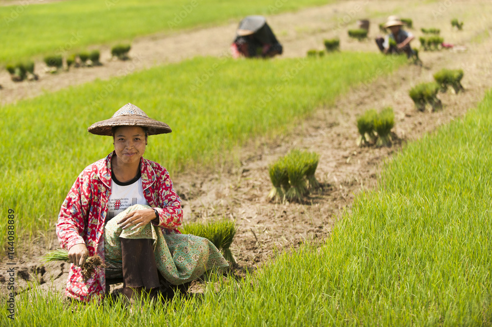 A woman harvests young rice into bundles for replanting, Kachin State A woman harvests young rice into bundles for replanting, Kachin State
