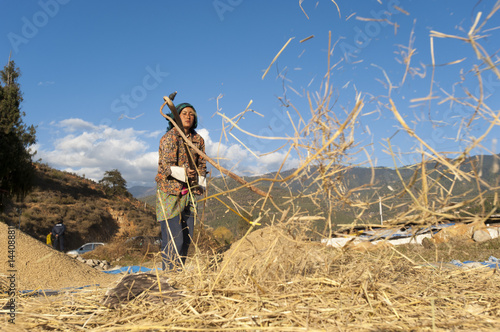 A girl removes grains of rice using a flail, Paro District, Bhutan photo