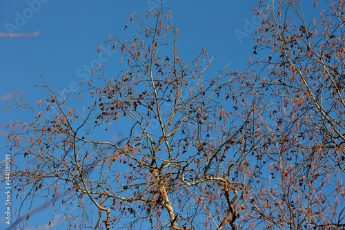 Макушка дерева на фоне синего неба