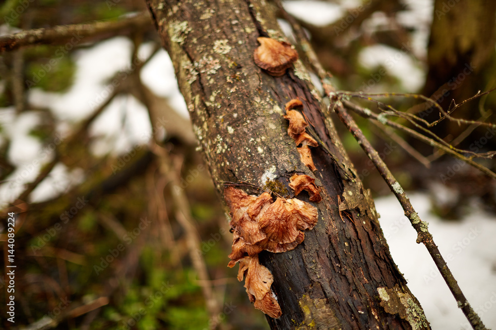Прошлогодние опята на стволе дерева