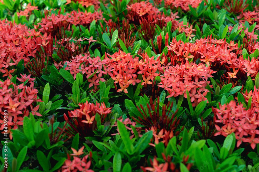 Blooming red Ixora flowers, red flowers background
