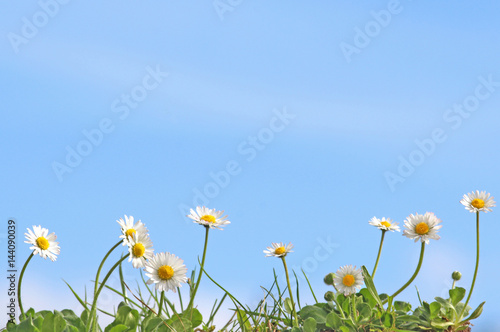 a row of daisies in front of blue sky