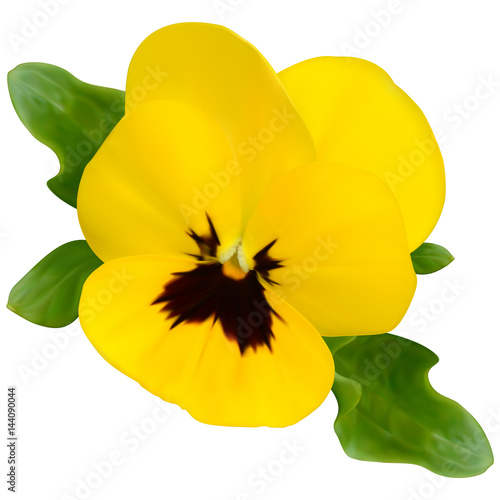 Yellow viola flower