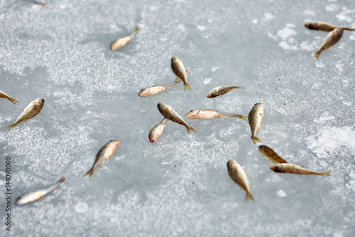 Мелкая рыба на льду озера © vasilaleksandrov