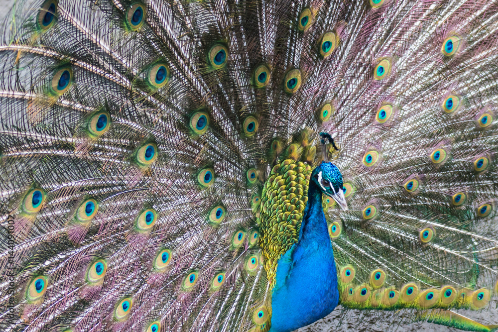 Naklejka premium Peacock blue (or Indian)
