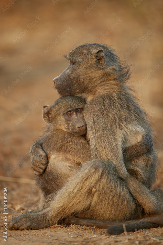 Chacma baboon (Papio ursinus) comforting a young one, Kruger National Park Chacma baboon (Papio ursinus) comforting a young one, Kruger National Park