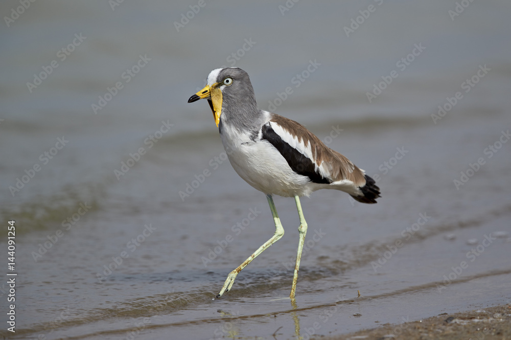 White-crowned lapwing (white-headed lapwing) (white-headed plover) (white-crowned plover) (Vanellus albiceps), Selous Game Reserve, Tanzania White-crowned lapwing (white-headed lapwing) (white-headed plover) (white-crowned plover) (Vanellus albiceps), Selous Game Reserve, Tanzania