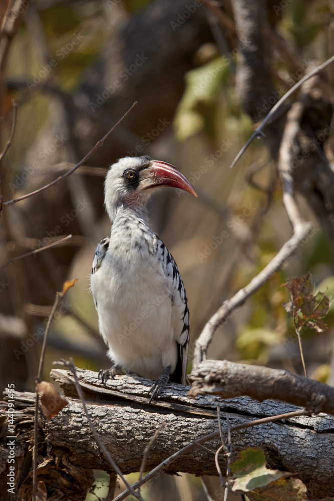 Ruaha hornbill (Ruaha red-billed hornbill) (Tanzanian red-billed hornbill) (Tockus ruahae), Ruaha National Park, Tanzania Ruaha hornbill (Ruaha red-billed hornbill) (Tanzanian red-billed hornbill) (Tockus ruahae), Ruaha National Park, Tanzania