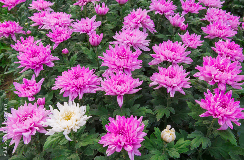 Flower, Wildflower, Aster, Blossom, Bouquet. Flower, Wildflower, Aster, Blossom, Bouquet.