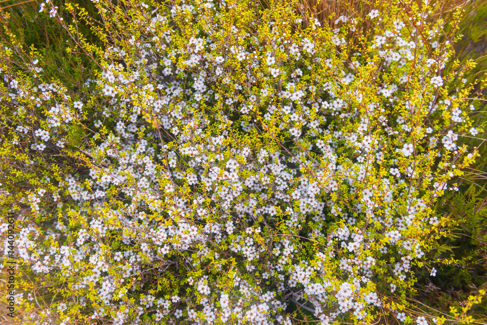 Wildflowers in Tongariro National Park. New Zealand