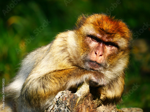 Macaque de Barbarie