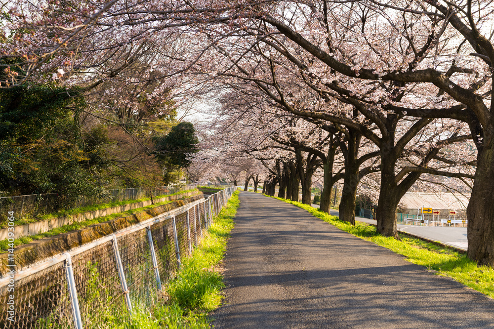 Cherry Blossom Path through a Beautiful Landscape Garden