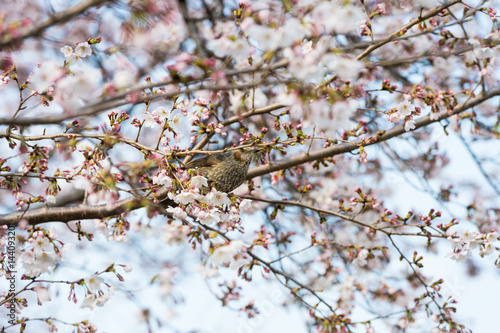 Beautiful cherry blossom sakura in spring time over blue sky. © RobbinLee