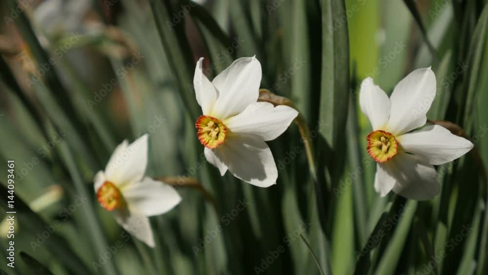 Natural background with early daffodil plant and green vegetation 4K 2160p 30fps UltraHD footage - Close-up of Narcissus poeticus beautiful spring garden flower 3840X2160 UHD video Natural background with early daffodil plant and green vegetation 4K 2160p 30fps UltraHD footage - Close-up of Narcissus poeticus beautiful spring garden flower 3840X2160 UHD video