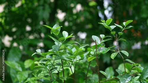 green leaves movement and soaked by wind and rain in tropical rainy season