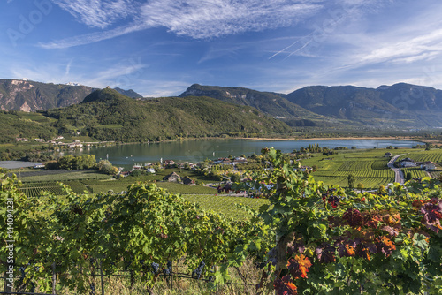Caldaro, South Tyrol, Italy. Vines above the Lake Caldaro photo