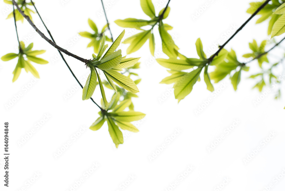 Isolated green leaves on a white background Isolated green leaves on a white background