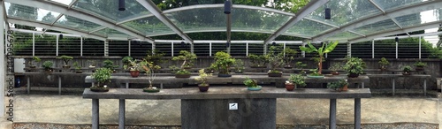 Bonsai plants garden