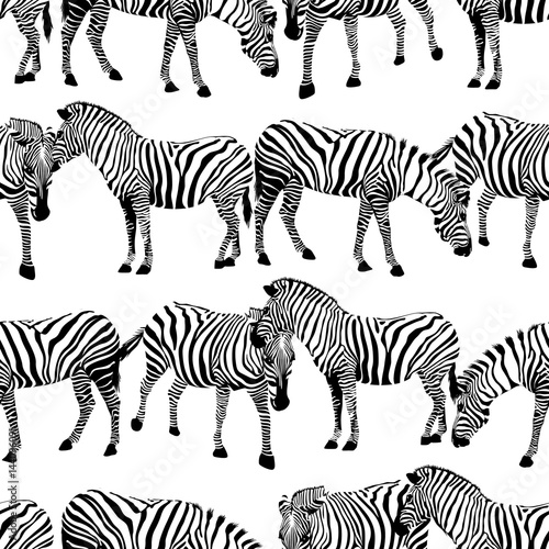Zebra seamless pattern. Wild animal texture. Striped black and white. design trendy fabric texture  illustration.