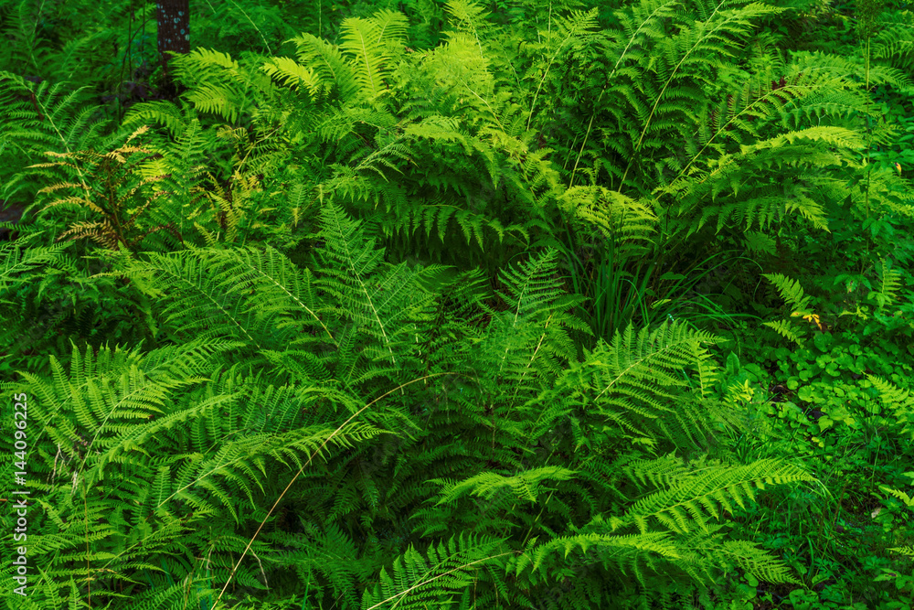 Green ferns in the forest Green ferns in the forest