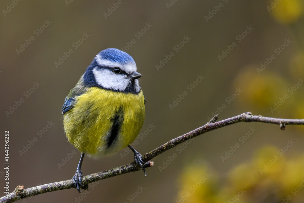 Springtime blue tit Springtime blue tit