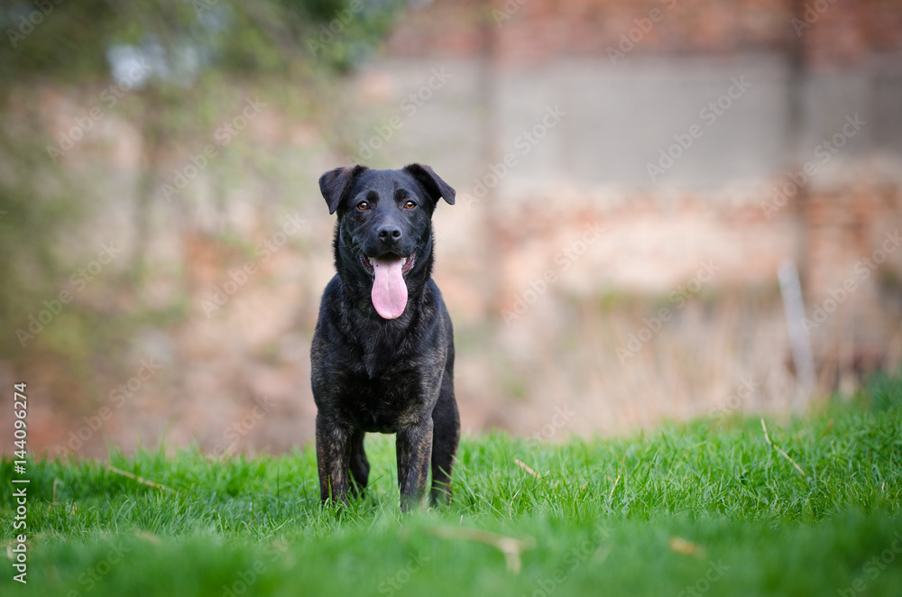 Black puppy dog on the garden Black puppy dog on the garden