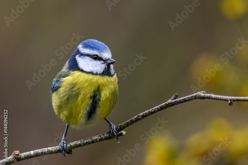 Springtime blue tit © bearacreative