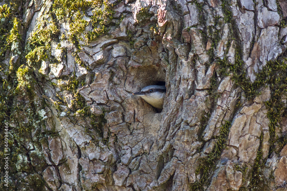 Eurasian nuthatch near hollow. Eurasian nuthatch looks a hollow
