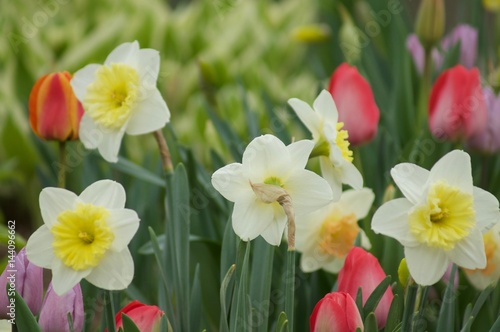 Fototapeta Naklejka Na Ścianę i Meble -  Tulips Daisys