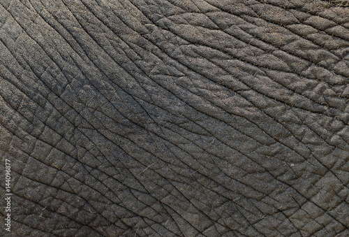 Skin elephant texture.